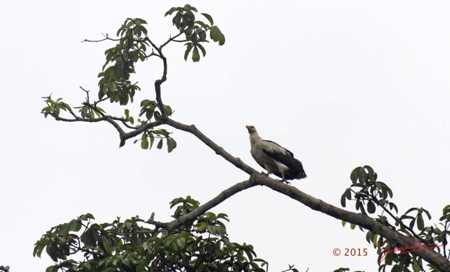 014 LOANGO 2 Akaka Riviere Rembo Ngove Nord Oiseau Aves Palmiste Africain Gypohierax angolensis 15E5K3IMG_106769wtmk.jpg